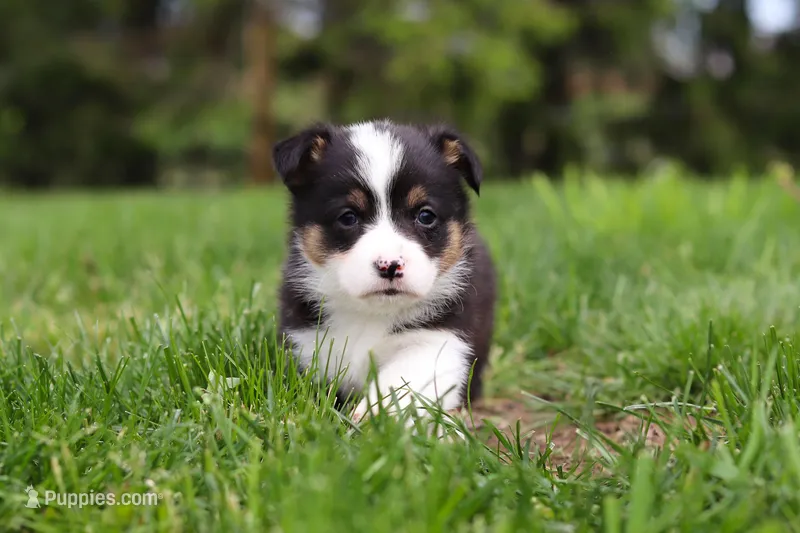 Marley – Pembroke Welsh Corgi puppy for sale in Winesburg, OH