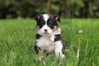 Marley, a male Pembroke Welsh Corgi for sale in Winesburg, OH – 3 of 10