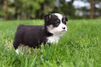Marley, a male Pembroke Welsh Corgi for sale in Winesburg, OH – 8 of 10