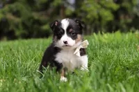Marley, a male Pembroke Welsh Corgi for sale in Winesburg, OH – 4 of 10