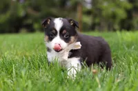 Marley, a male Pembroke Welsh Corgi for sale in Winesburg, OH – 5 of 10