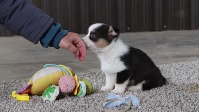 Jack, a male Pembroke Welsh Corgi for sale in Winesburg, OH – 8 of 8