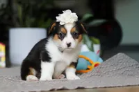 Fiona, a female Pembroke Welsh Corgi for sale in Winesburg, OH – Photo 4 of 5