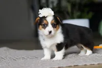 Fiona, a female Pembroke Welsh Corgi for sale in Winesburg, OH – Photo 2 of 5