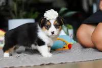 Fiona, a female Pembroke Welsh Corgi for sale in Winesburg, OH – Photo 5 of 5