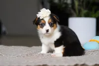 Fiona, a female Pembroke Welsh Corgi for sale in Winesburg, OH – Photo 3 of 5