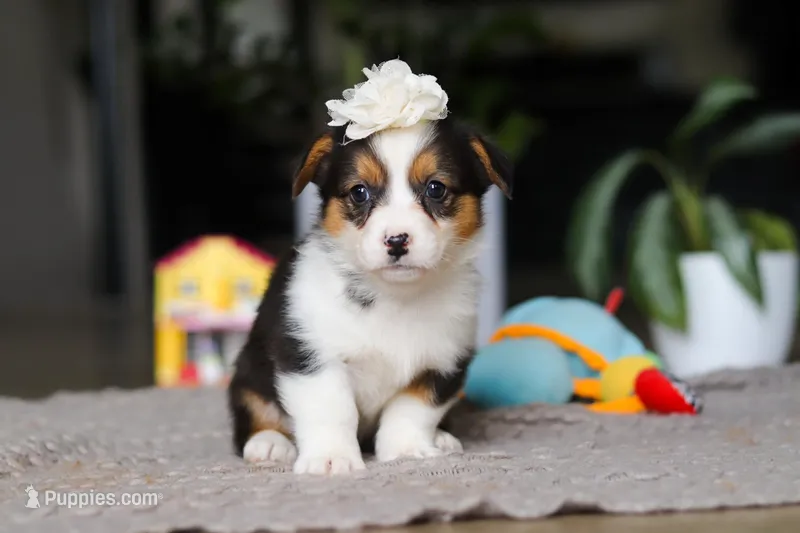 Fiona – Pembroke Welsh Corgi puppy for sale in Winesburg, OH