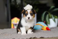 Fiona, a female Pembroke Welsh Corgi for sale in Winesburg, OH – Photo 1 of 5