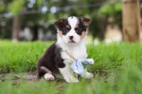 Jack, a male Pembroke Welsh Corgi for sale in Winesburg, OH – 1 of 8