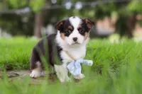 Jack, a male Pembroke Welsh Corgi for sale in Winesburg, OH – 3 of 8