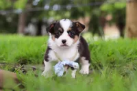 Jack, a male Pembroke Welsh Corgi for sale in Winesburg, OH – 4 of 8