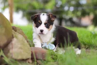 Jack, a male Pembroke Welsh Corgi for sale in Winesburg, OH – 7 of 8