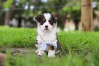 Jack, a male Pembroke Welsh Corgi for sale in Winesburg, OH – 6 of 8