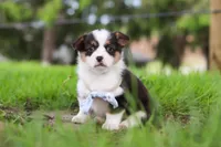 Jack, a male Pembroke Welsh Corgi for sale in Winesburg, OH – 2 of 8