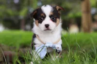 Jack, a male Pembroke Welsh Corgi for sale in Winesburg, OH – 5 of 8