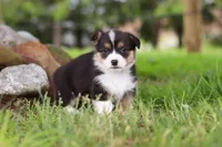 Bee, a female Pembroke Welsh Corgi for sale in Winesburg, OH – 7 of 8