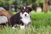 Bee, a female Pembroke Welsh Corgi for sale in Winesburg, OH – 6 of 8