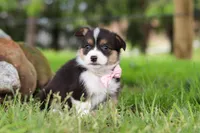 Bee, a female Pembroke Welsh Corgi for sale in Winesburg, OH – 4 of 8