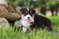 Bee, a female Pembroke Welsh Corgi for sale in Winesburg, OH – 2 of 8