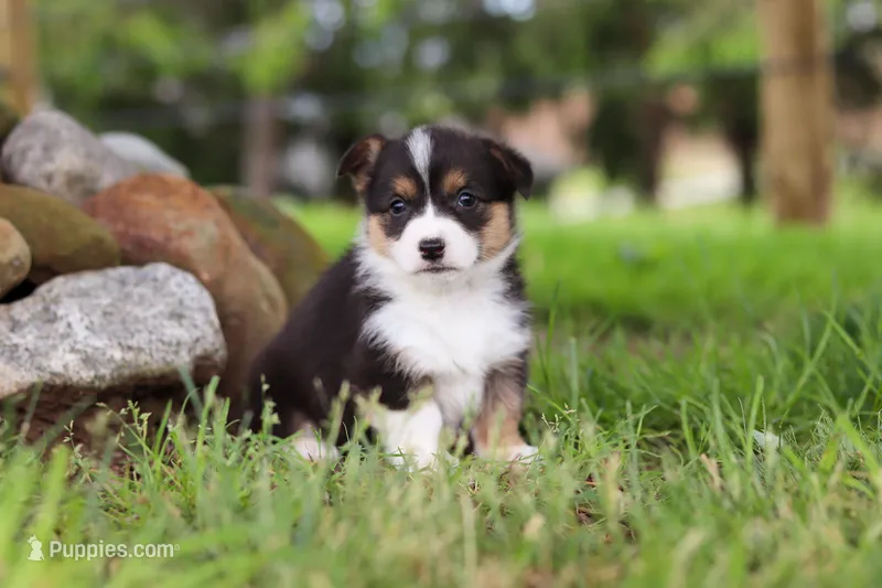 Bee – Pembroke Welsh Corgi puppy for sale in Winesburg, OH