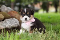 Bee, a female Pembroke Welsh Corgi for sale in Winesburg, OH – 3 of 8