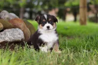 Bee, a female Pembroke Welsh Corgi for sale in Winesburg, OH – 5 of 8