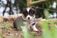 Ace, a male Pembroke Welsh Corgi for sale in Winesburg, OH – 3 of 6