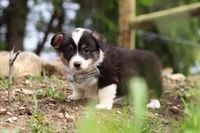 Ace, a male Pembroke Welsh Corgi for sale in Winesburg, OH – 5 of 6