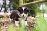 Ace, a male Pembroke Welsh Corgi for sale in Winesburg, OH – 2 of 6