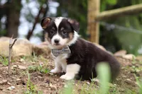 Ace, a male Pembroke Welsh Corgi for sale in Winesburg, OH – 4 of 6