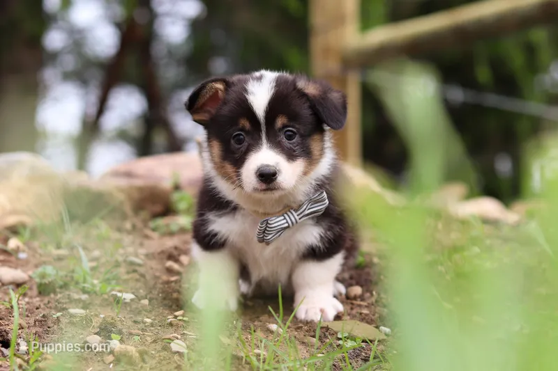 Ace – Pembroke Welsh Corgi puppy for sale in Winesburg, OH