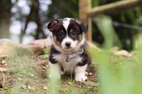 Ace, a male Pembroke Welsh Corgi for sale in Winesburg, OH – 1 of 6