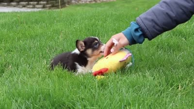 Indi, a female Pembroke Welsh Corgi for sale in Winesburg, OH – 5 of 5
