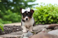 Indi, a female Pembroke Welsh Corgi for sale in Winesburg, OH – 2 of 5