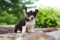 Indi, a female Pembroke Welsh Corgi for sale in Winesburg, OH – 4 of 5