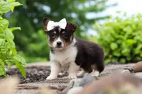 Indi, a female Pembroke Welsh Corgi for sale in Winesburg, OH – 3 of 5