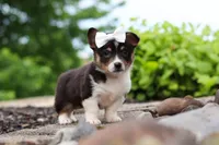 Indi, a female Pembroke Welsh Corgi for sale in Winesburg, OH – 1 of 5