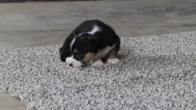 Bee, a female Pembroke Welsh Corgi for sale in Winesburg, OH – 8 of 8