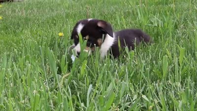 Gizmo, a male Pembroke Welsh Corgi for sale in Winesburg, OH – 6 of 6