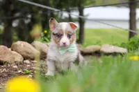 Frankie, a male Pembroke Welsh Corgi for sale in Winesburg, OH – 1 of 8
