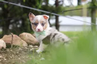 Frankie, a male Pembroke Welsh Corgi for sale in Winesburg, OH – 3 of 8