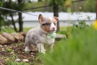 Frankie, a male Pembroke Welsh Corgi for sale in Winesburg, OH – 7 of 8