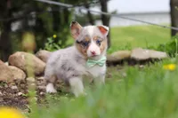 Frankie, a male Pembroke Welsh Corgi for sale in Winesburg, OH – 6 of 8