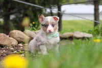 Frankie, a male Pembroke Welsh Corgi for sale in Winesburg, OH – 5 of 8