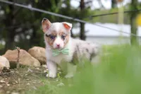 Frankie, a male Pembroke Welsh Corgi for sale in Winesburg, OH – 4 of 8