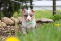 Frankie, a male Pembroke Welsh Corgi for sale in Winesburg, OH – 2 of 8