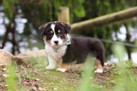 Gizmo, a male Pembroke Welsh Corgi for sale in Winesburg, OH – 3 of 6