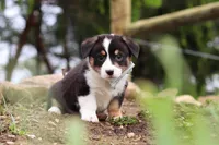 Gizmo, a male Pembroke Welsh Corgi for sale in Winesburg, OH – 5 of 6