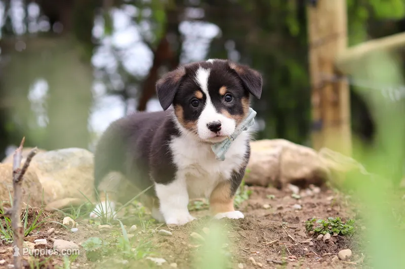 Gizmo – Pembroke Welsh Corgi puppy for sale in Winesburg, OH