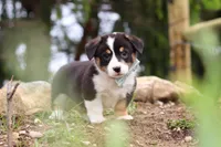 Gizmo, a male Pembroke Welsh Corgi for sale in Winesburg, OH – 1 of 6